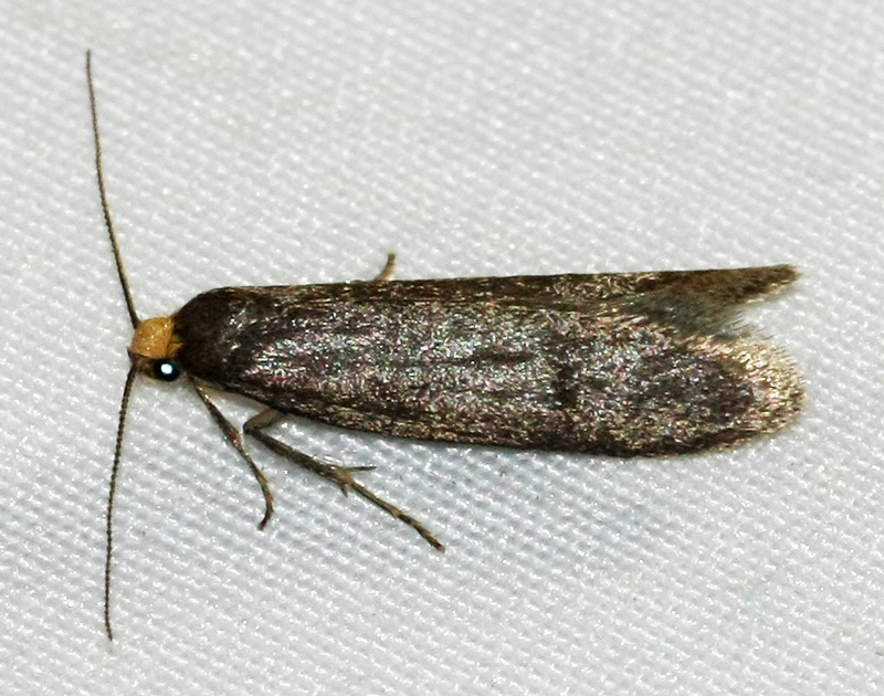 Cephimallota crassiflavella?? -No,  Pseudatemelia flavifrontella (Lypusidae)